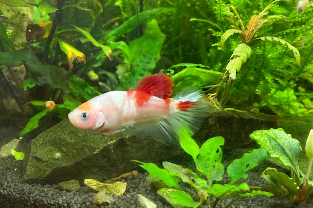 Fisch ohne Name